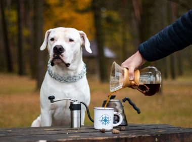 czy pies może pić kawę